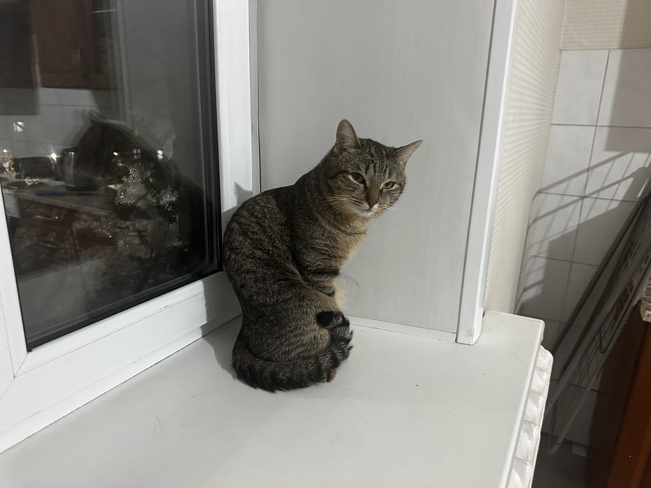 отдам кота в добрые руки