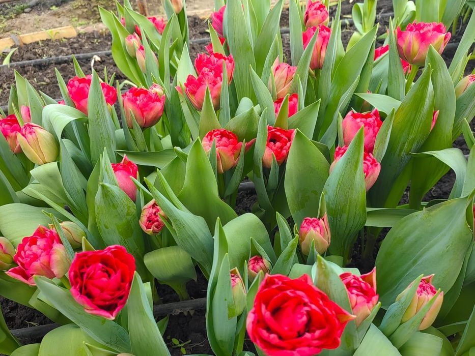 Тюльпаны только оптом