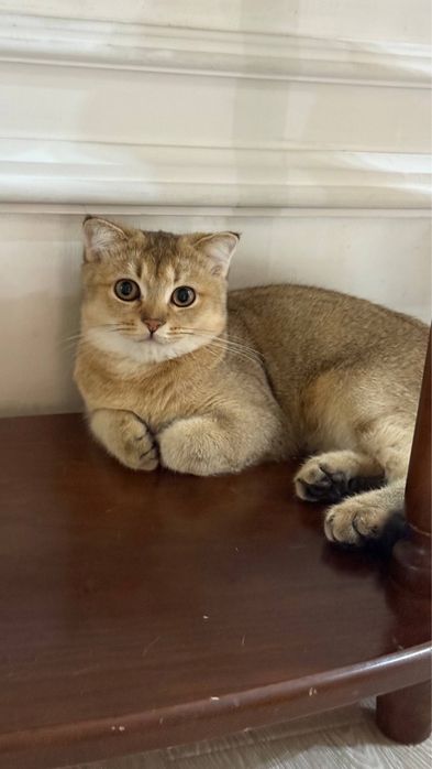 Шатланский шиншила