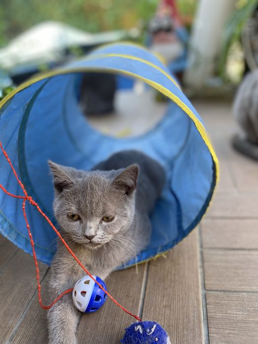 British shorthair blue si lila