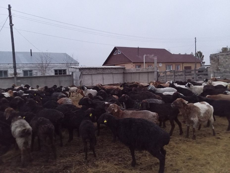 Продам баран 300 голов