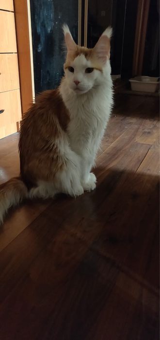 Мальчик Мейкун, в добрые руки