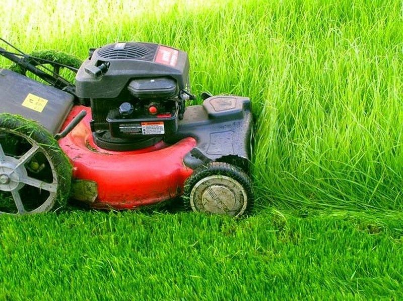 Обрезка деревьев, уборка сада, дезинфекция Садовник Богбон.