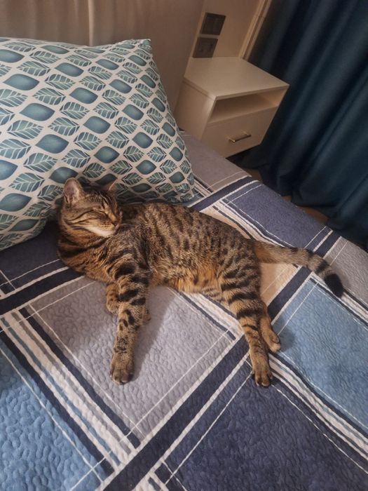 Отдам бесплатно кошку