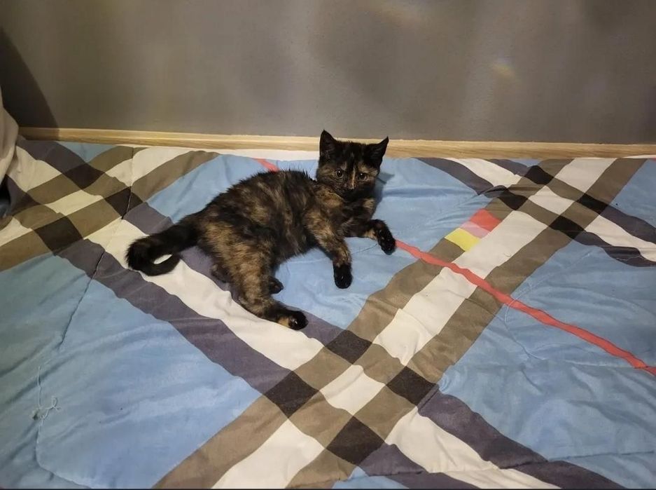 Котенок 1.5 месяца