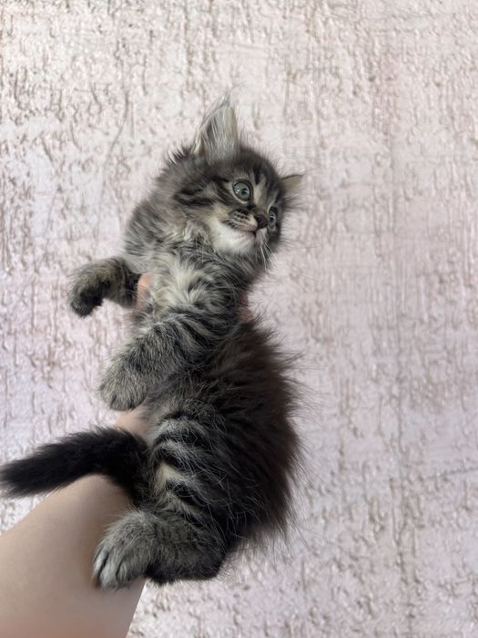 Мейн Кун котята пушистые