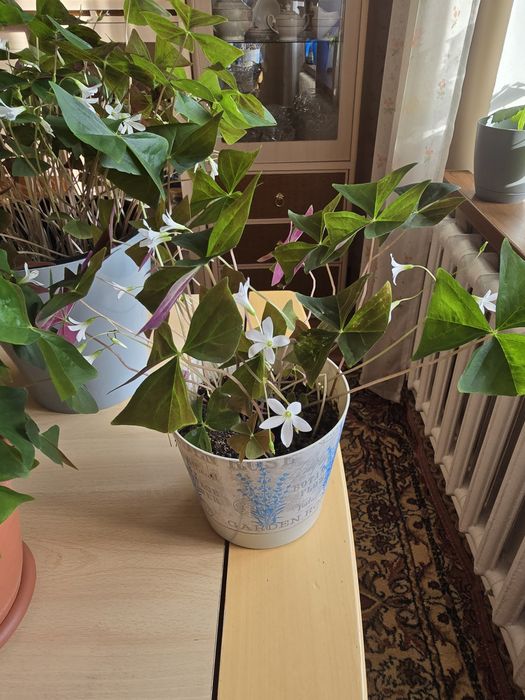 Продам комнатные цветы