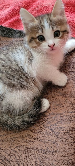 Отдам котят в добрые и заботливые руки
