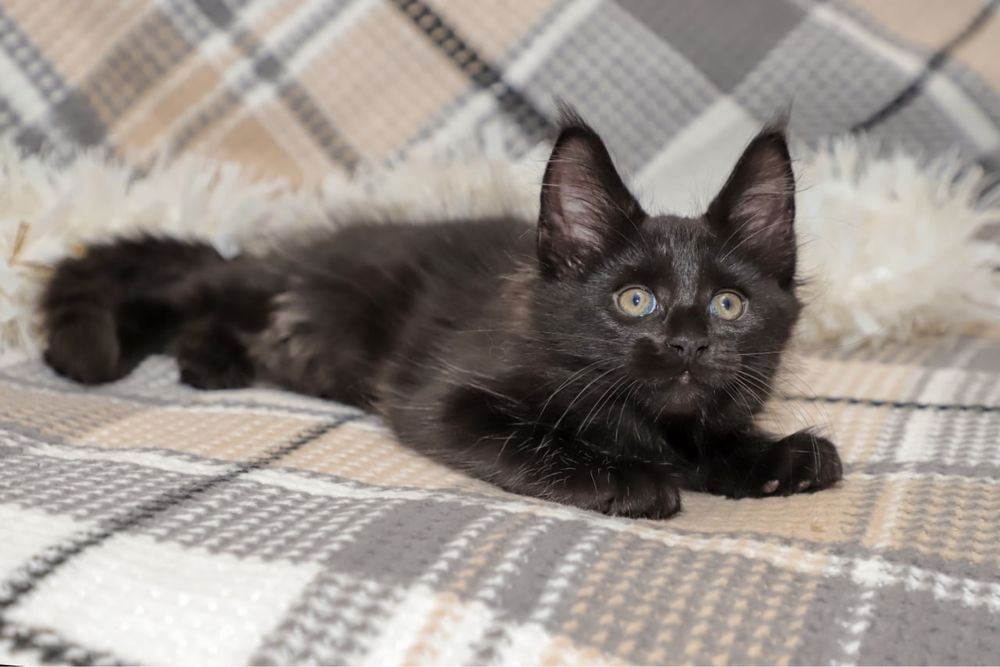 Кошечка в черном окрасе породы мейн кун