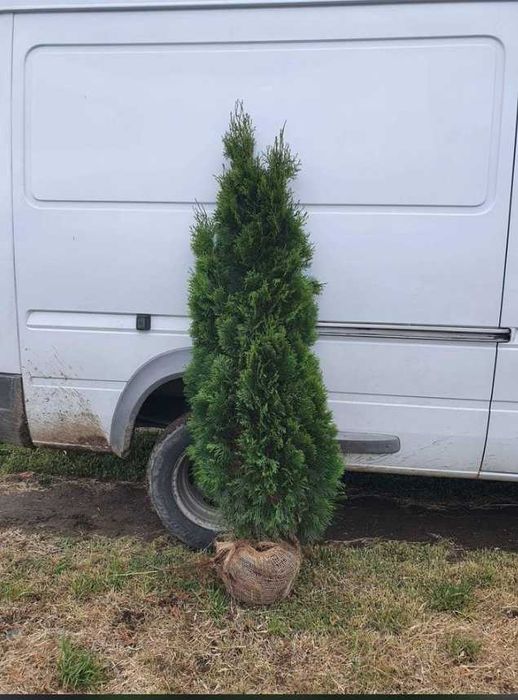 Plante decorative pentru amenajări exterioare elegante