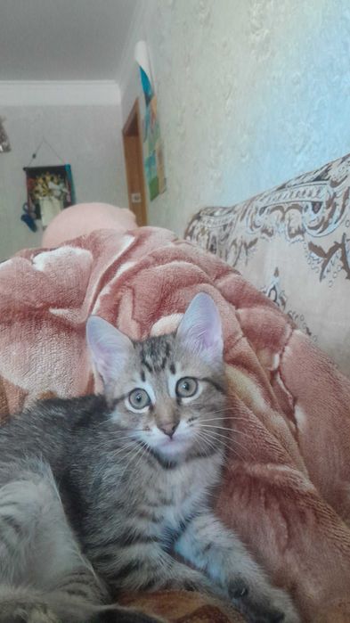Отдам домашних котят в добрые руки