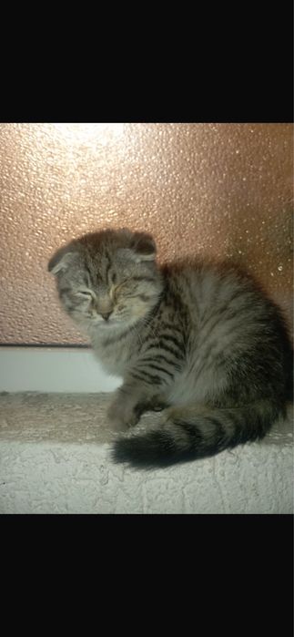 Котятя.