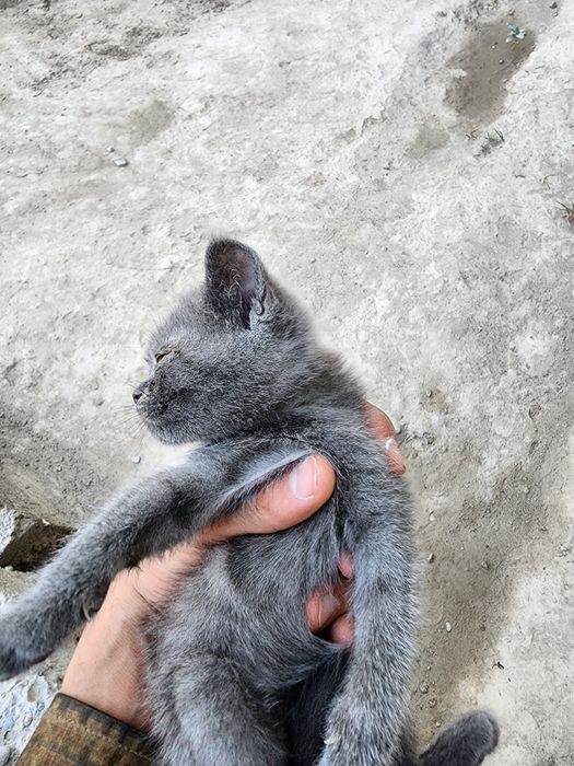 Mushukcha strayt qizcha 2 oylik