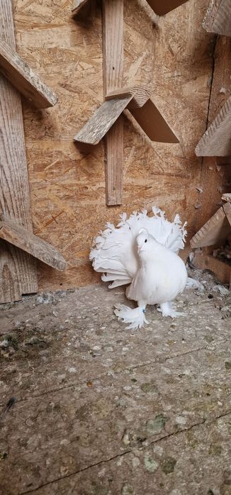 Porumbei votați indieni de vânzare  100lei bucata