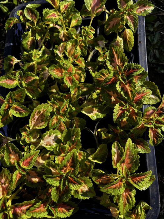 Колеус черенки укорененные