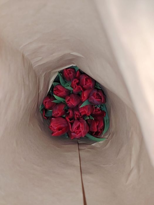 Тьюльпаны оптом с теплицы