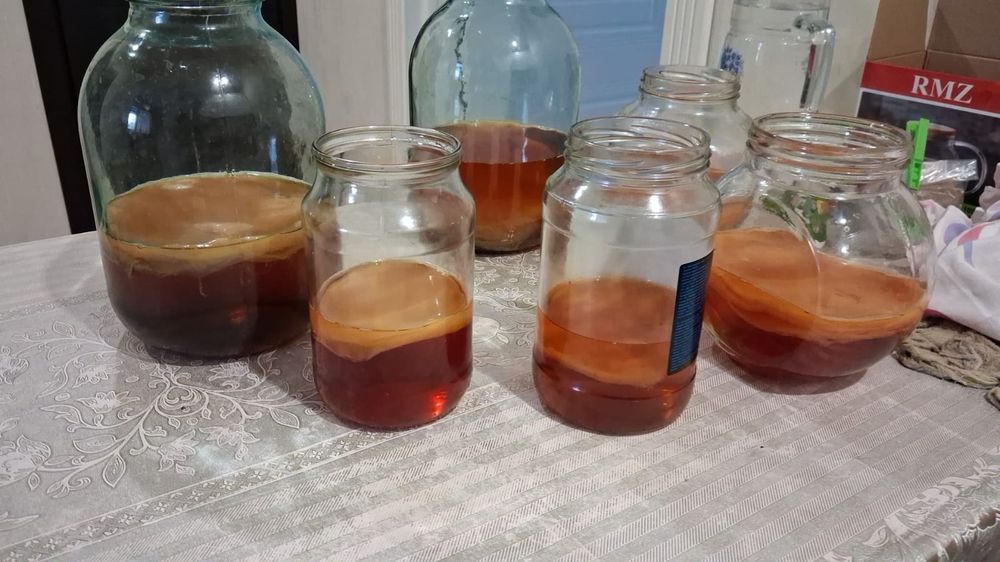 Чайный гриб для комбучи