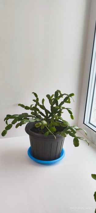 Продам цветы комнатные