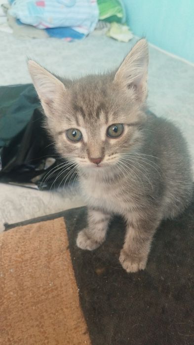 Отдам котят в добрые руки