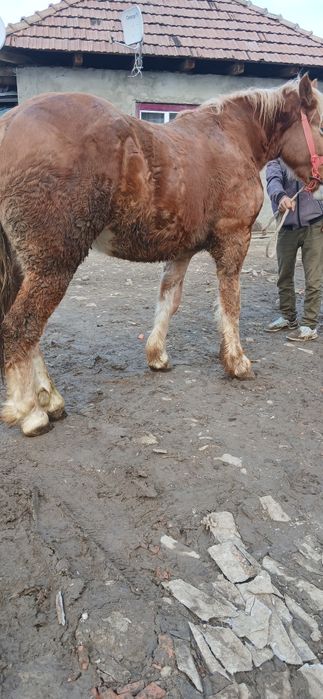 Vând sau schimb manz de 2 ani castrat învățat la căruță  cu junica  fă