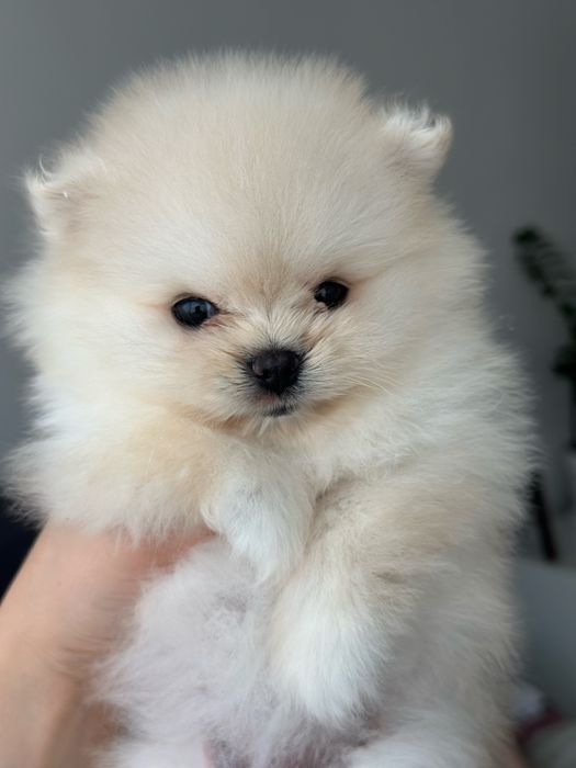 Pomeranian fetita