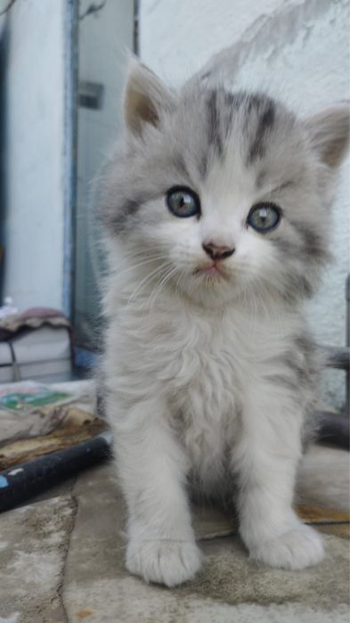Отдам котят мальчики