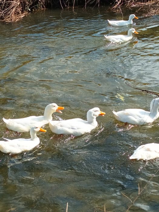 Ouă de rață Pekin -2 lei