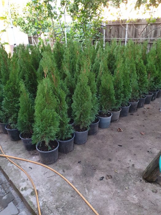 Tuia smaragd producător