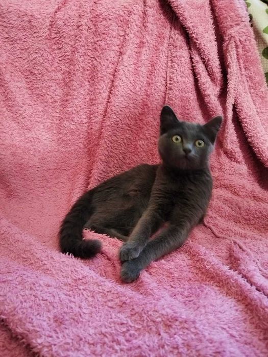 Котёнок-девочка, 3 месяца