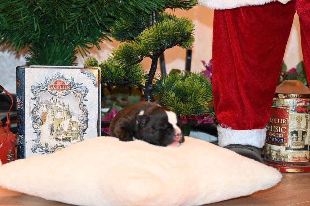 Mascul Staffordshire Bull Terrier