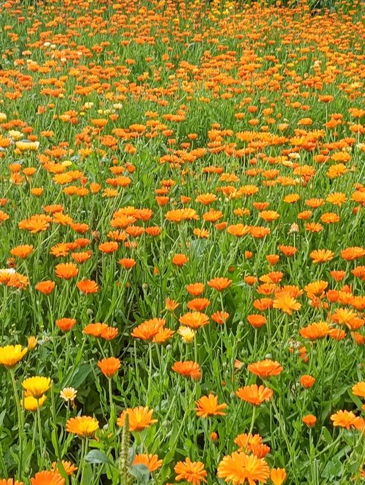 Flori de galbenele