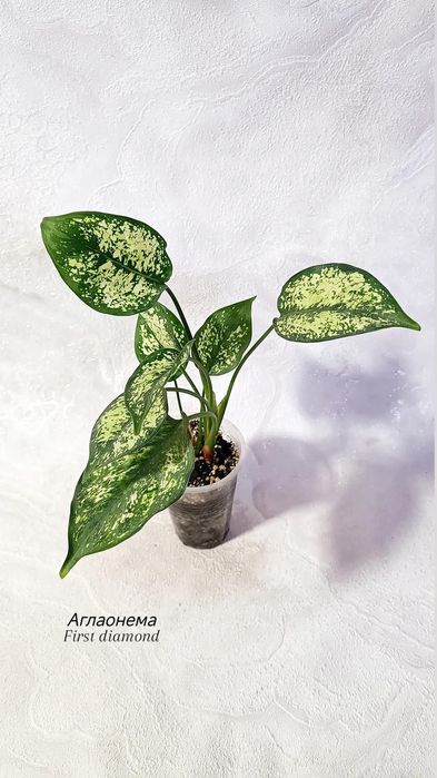 Аглаонемы (взрослые), от 2500 тг