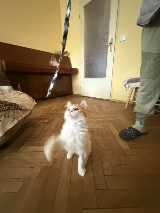 Мъжко дългокосместо коте търси своите хора