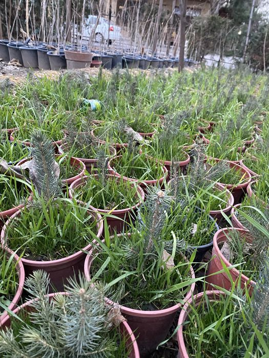 Продаю Голубые и Серебристые Ели в горшках