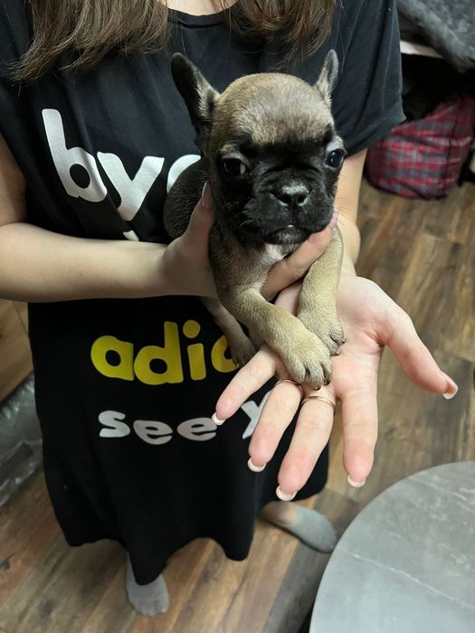 Продам щенков французского бульдога