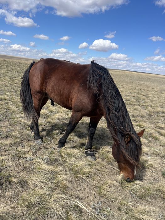 Продается жеребец