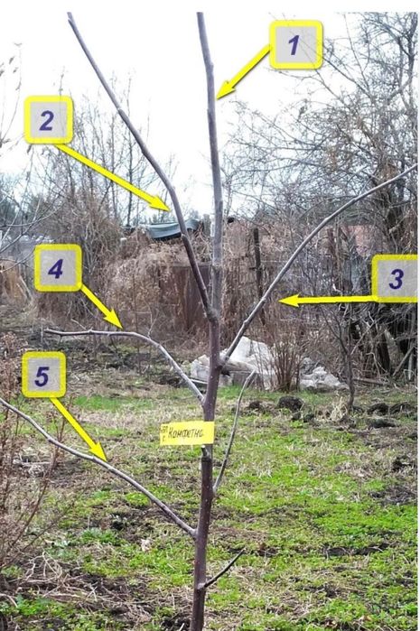 Обрезка плодовых деревьев формирование кроны