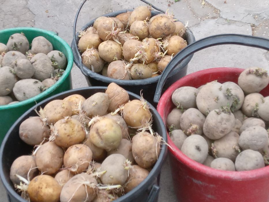 Продаётся семенная картошка