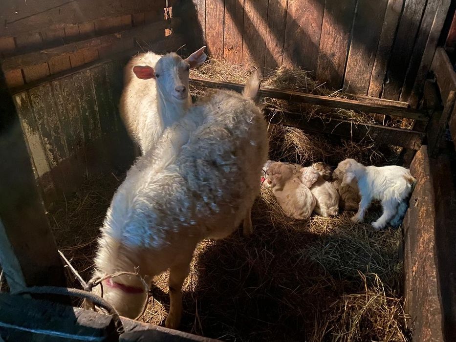 Козы Козы Козлята