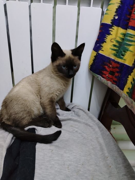 Мысық тегін беремін