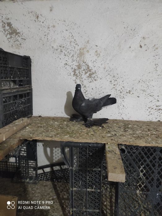 Продам голубей молодых