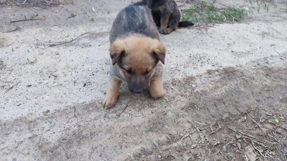 Отдам в добрые руки