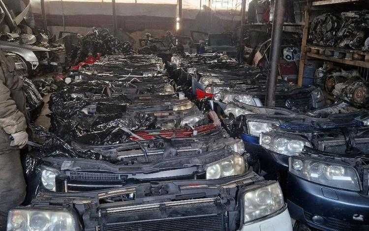 Ноускаты и мини морды