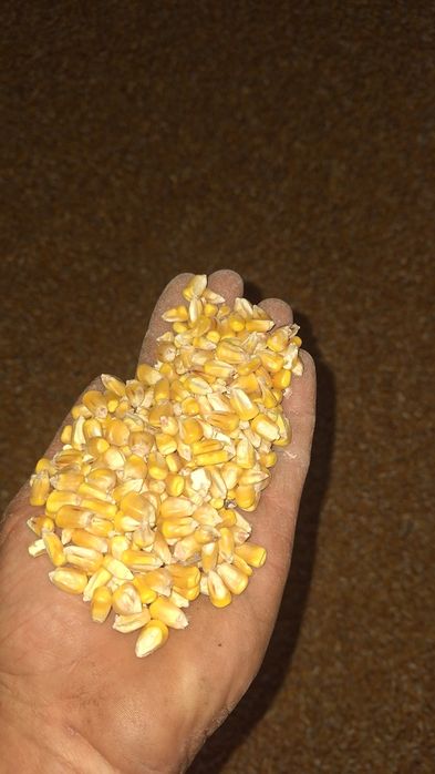 Porumb irigat 1,20lei/kg