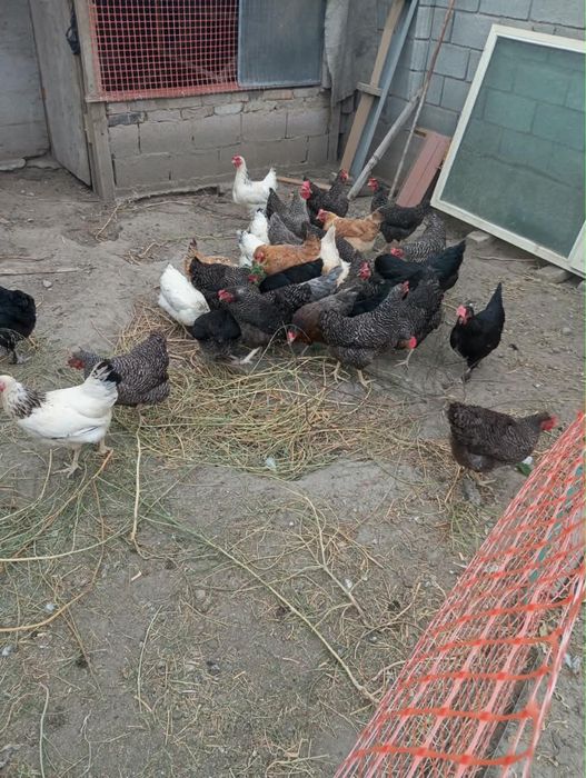 Продам кур породы Доминант
