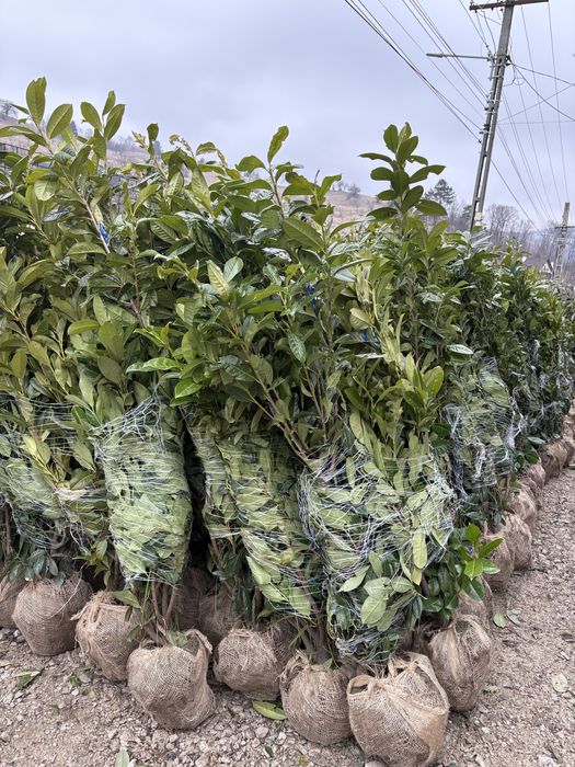 Plante ornamamentale de orice specie