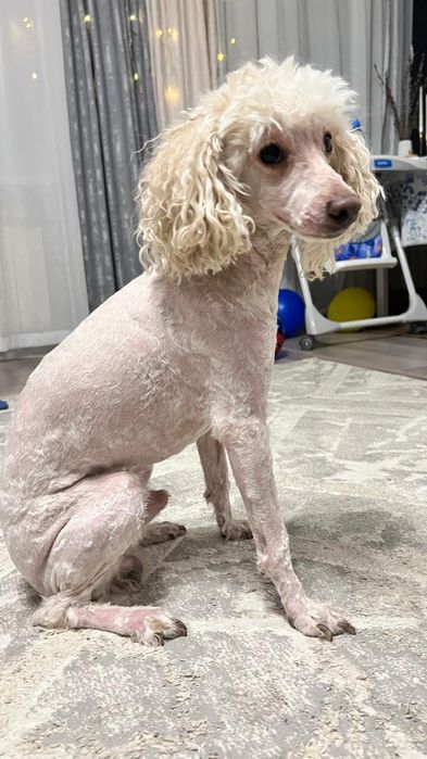 Щенки карликового пуделя