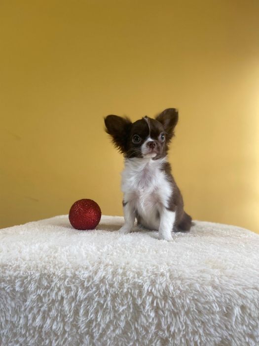 Дългокосместо чихуахуа