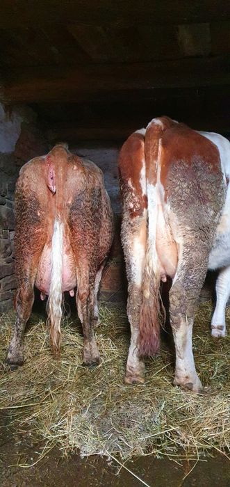 De vânzare 4 vaci bălțate românești