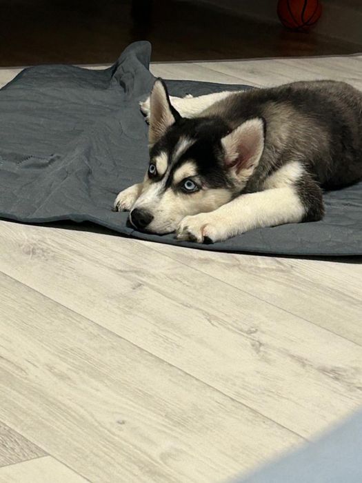 Щенок ХАСКИ [Голубоглазый]